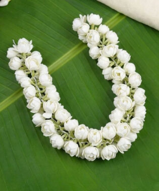 Jasmine