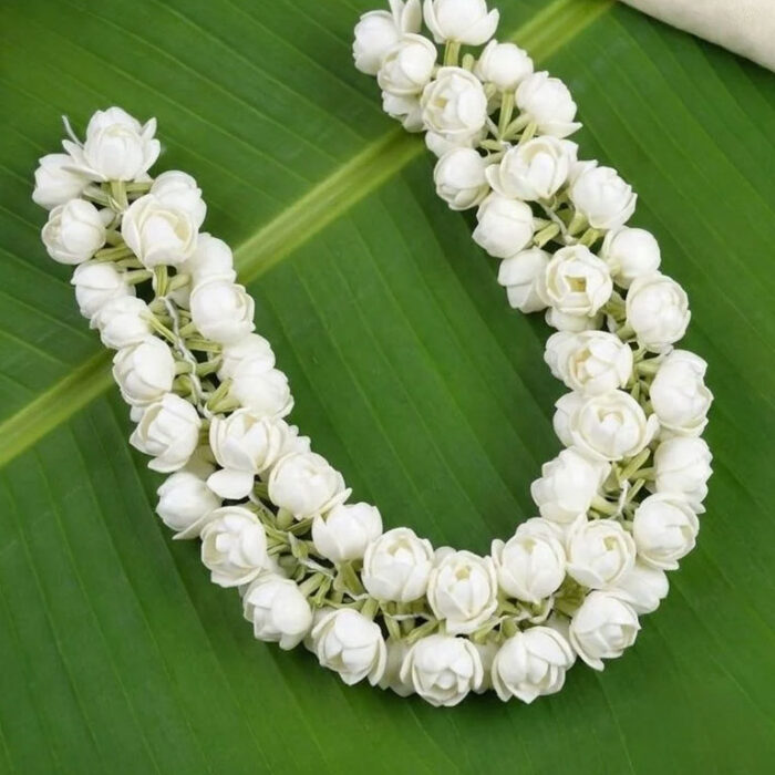 jasmine